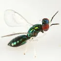 Chrysocharis occidentalis