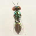 Chrysocharis occidentalis - photo 2