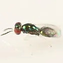 Chrysocharis occidentalis - photo 3