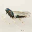 Chrysocharis occidentalis - photo 4