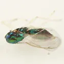 Chrysocharis occidentalis - photo 5