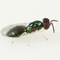 Chrysocharis polita