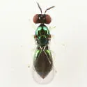 Chrysocharis polita - photo 2