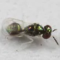 Chrysocharis prodice