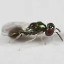 Chrysocharis prodice - photo 2