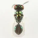 Chrysocharis prodice - photo 3