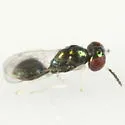 Chrysocharis prodice - photo 4