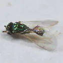 Chrysocharis viridis