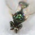 Chrysocharis viridis - photo 2