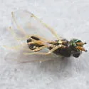 Chrysocharis viridis - photo 3