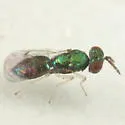 Chrysocharis wahli