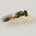 Chrysocharis walleyi