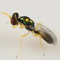 Chrysocharis walleyi - photo 2