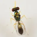 Chrysocharis walleyi - photo 3