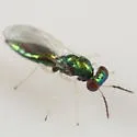 Chrysocharis walleyi - photo 4