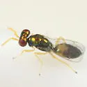 Chrysocharis walleyi - photo 5