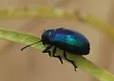 Blue Milkweed Beetle - photo 2
