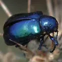 Blue Milkweed Beetle - photo 3