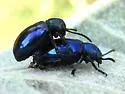 Blue Milkweed Beetle - photo 4
