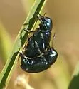 Blue Milkweed Beetle - photo 5