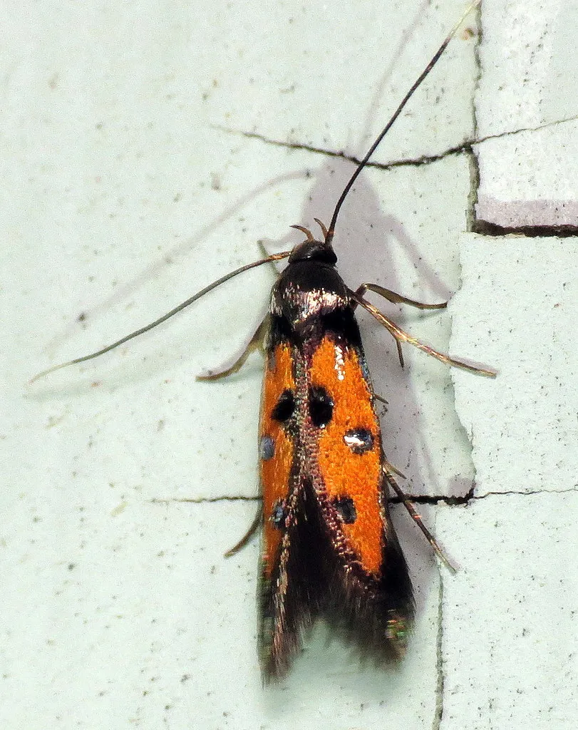 Chrysoclista linneella - photo 2
