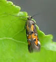 Chrysoclista villella - Hodges#1464