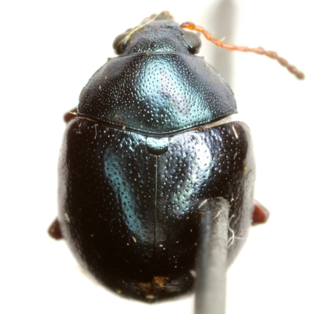 Chrysodinopsis basalis - photo 2