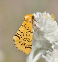 Chrysoecia atrolinea - Hodges#9764