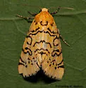 Chrysoecia atrolinea - Hodges#9764 - photo 2