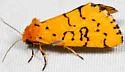 Chrysoecia atrolinea - Hodges#9764 - photo 4