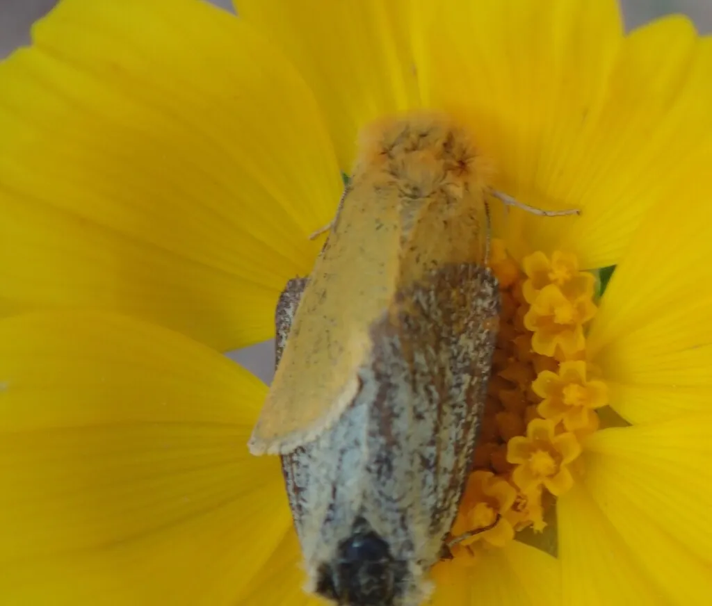 Xanthothrix ranunculi - Hodges#9772 - photo 2