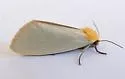 Chrysoecia thoracica - Hodges#9774 - photo 4
