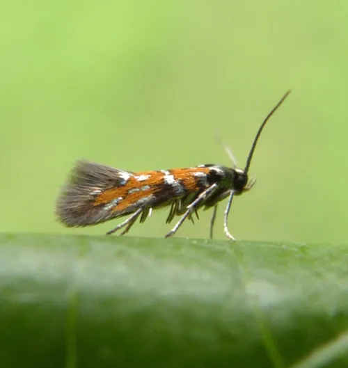 Chrysoesthia drurella