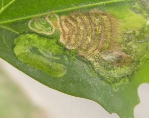 Chrysoesthia drurella - photo 2