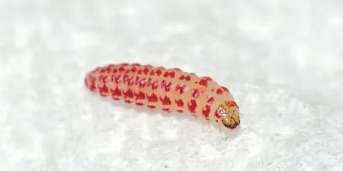 Chrysoesthia drurella - photo 3