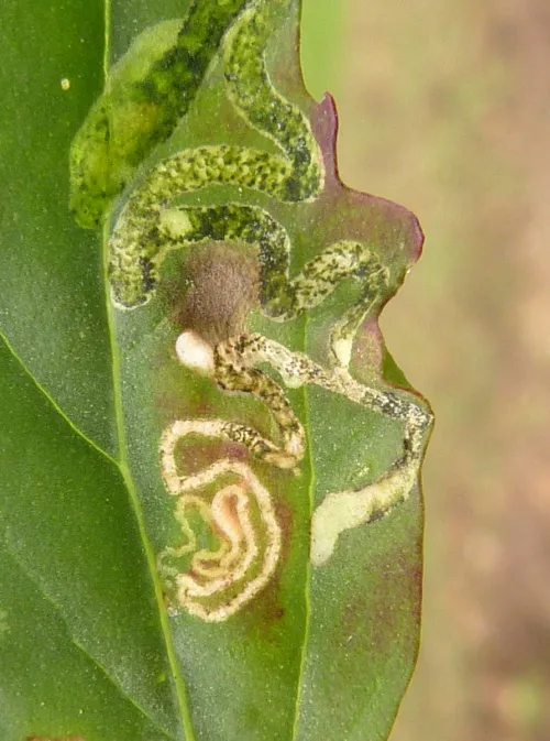 Chrysoesthia drurella - photo 4