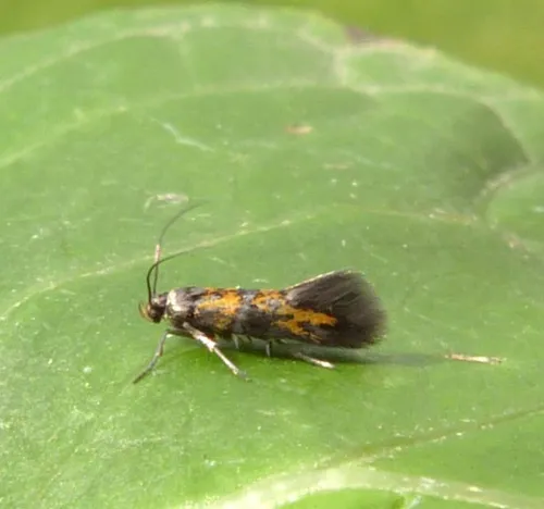Chrysoesthia drurella - photo 5