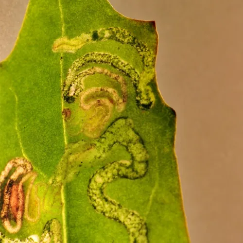 Chrysoesthia drurella - photo 6