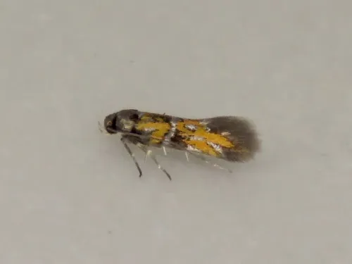 Chrysoesthia drurella - photo 7