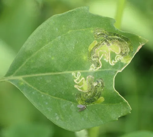 Chrysoesthia drurella - photo 8