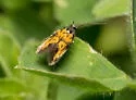 Chrysoesthia lingulacella - Hodges#1718