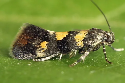 Chrysoesthia sexguttella