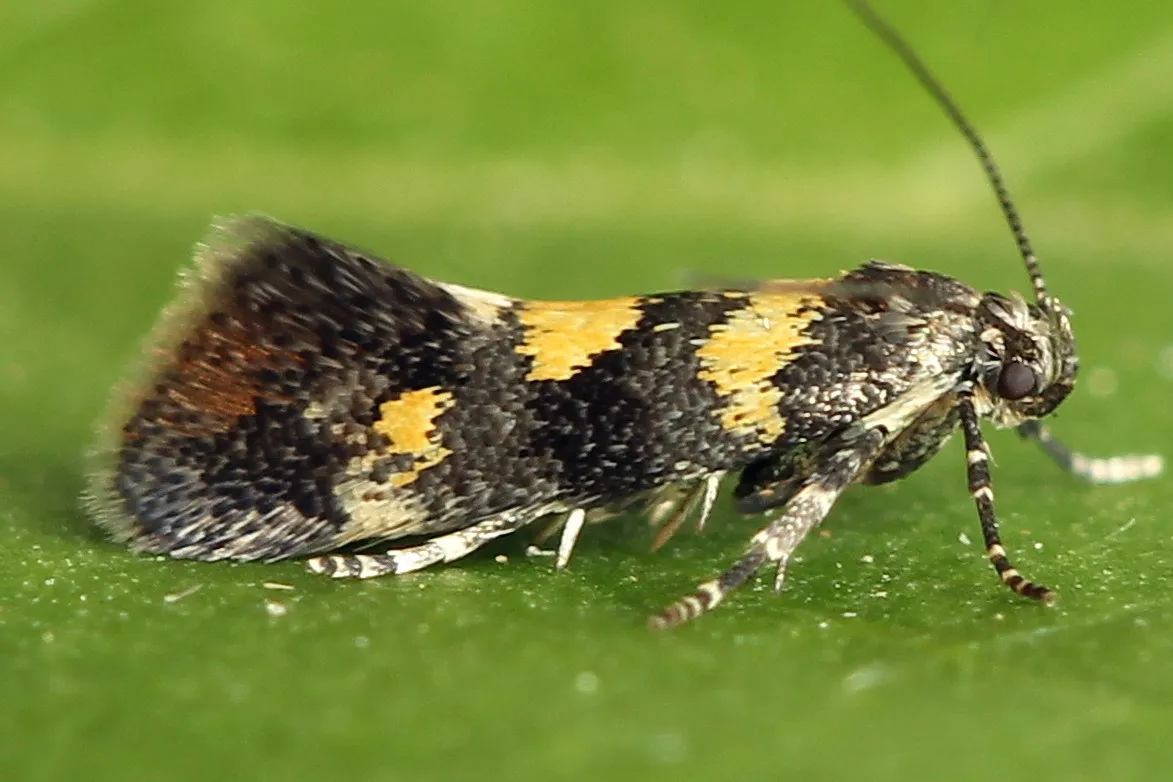Chrysoesthia sexguttella - photo 3