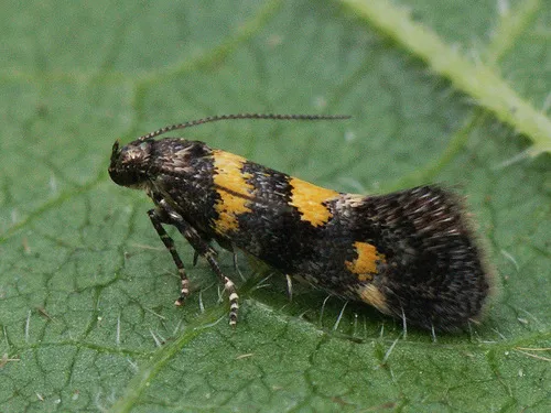 Chrysoesthia sexguttella - photo 4
