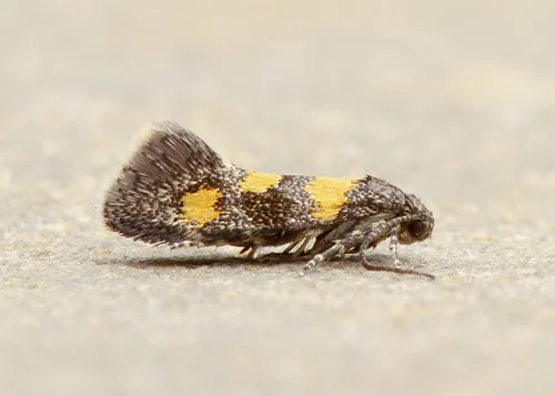 Chrysoesthia sexguttella - photo 5