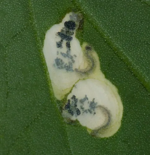 Chrysoesthia sexguttella - photo 6