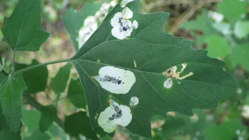 Chrysoesthia sexguttella - photo 8