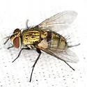 Chrysoexorista ochracea
