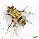 Chrysoexorista ochracea - photo 2