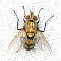 Chrysoexorista ochracea - photo 3